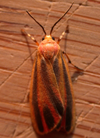 Painted Lichen Moth